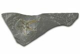 Ordovician Brittle Star (Ophiura) - Morocco #365274-1